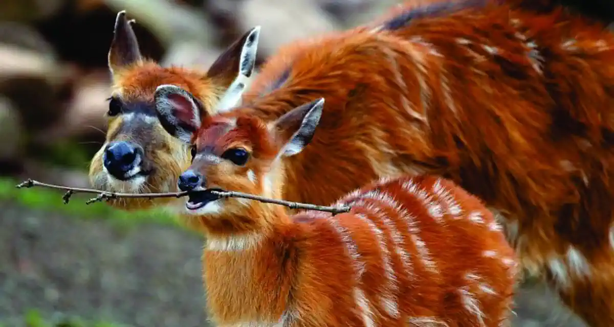 عروض سفر كينيا الاقتصادية 6 أيام من نيروبي